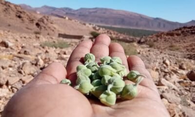 Tasting Amazigh Cuisine: Recipes to Try at Home